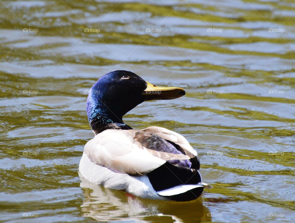 a male water bird swimming in a duck pond on a beautiful sunny day