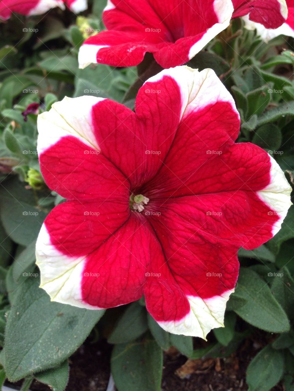 Red and White Petunia