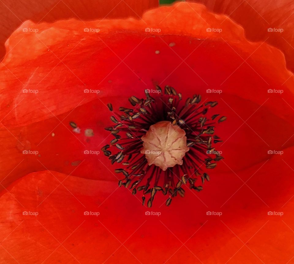 The eye of a poppy