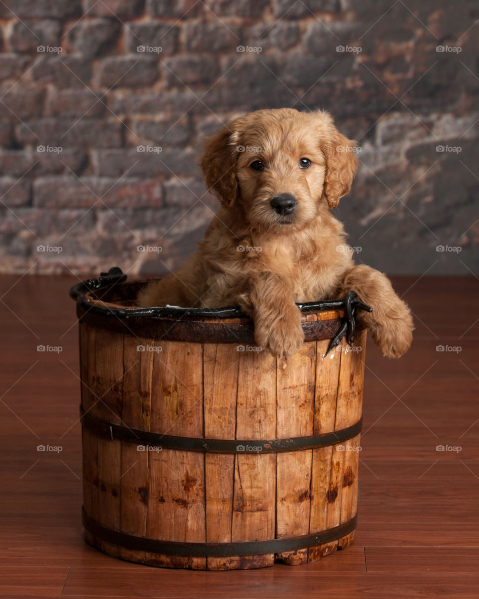 fuzz bucket, golden doodle dog in a wooden bucket with paws hanging out.
