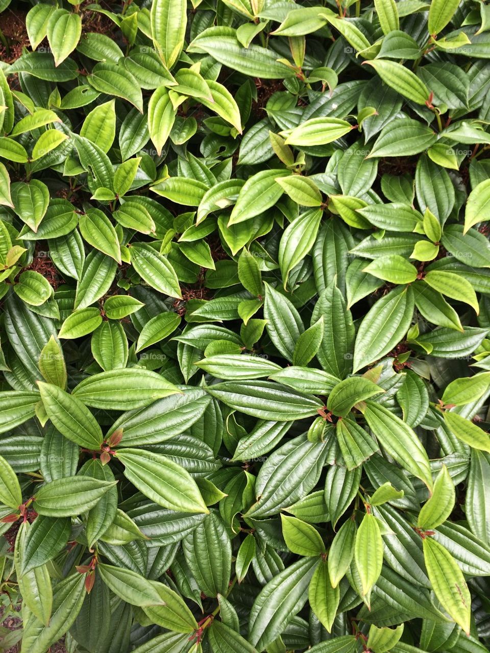 Green Leaves