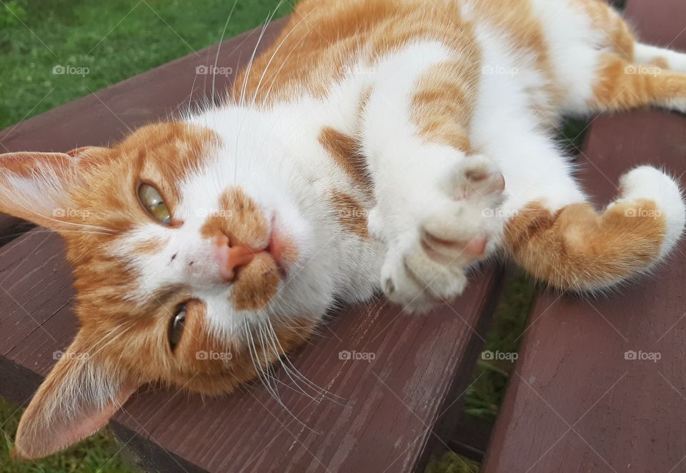 czy laying on The table