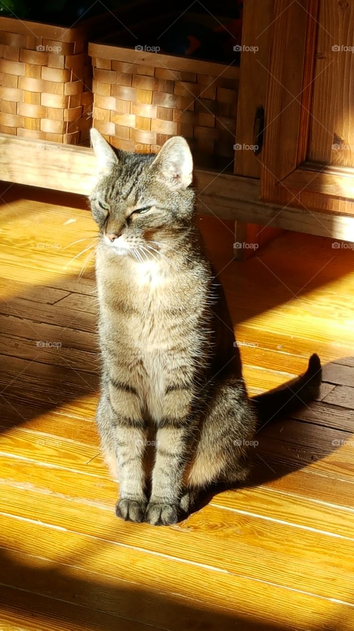 sunning kitty
