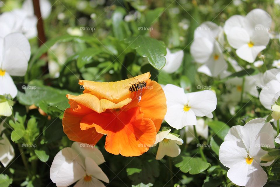 Flower fly on beautiful orange flower