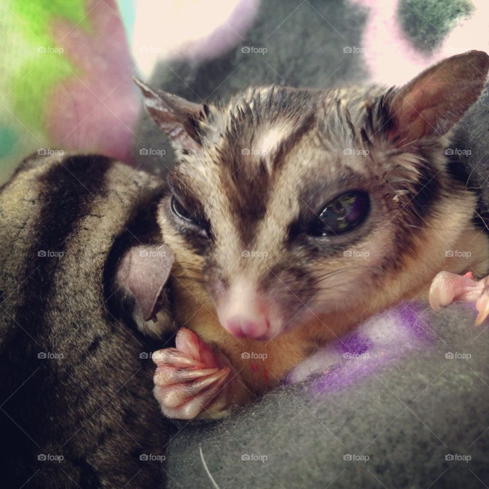 My sugar glider, Meeko, waking up from anesthesia at Cornell Animal Hospital in Ithaca, NY. 