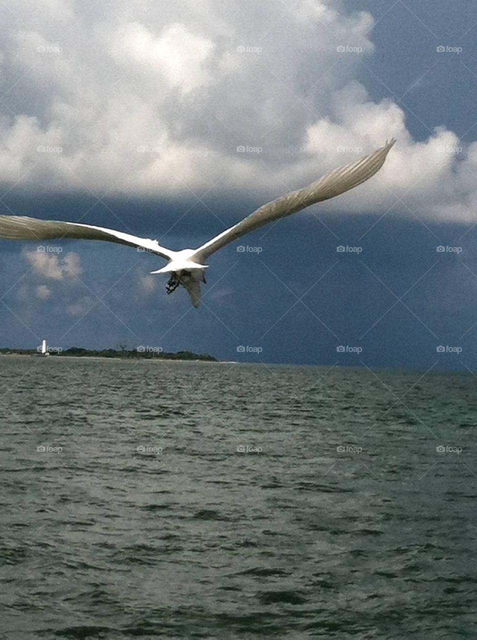 Seagull at St Pete Beach