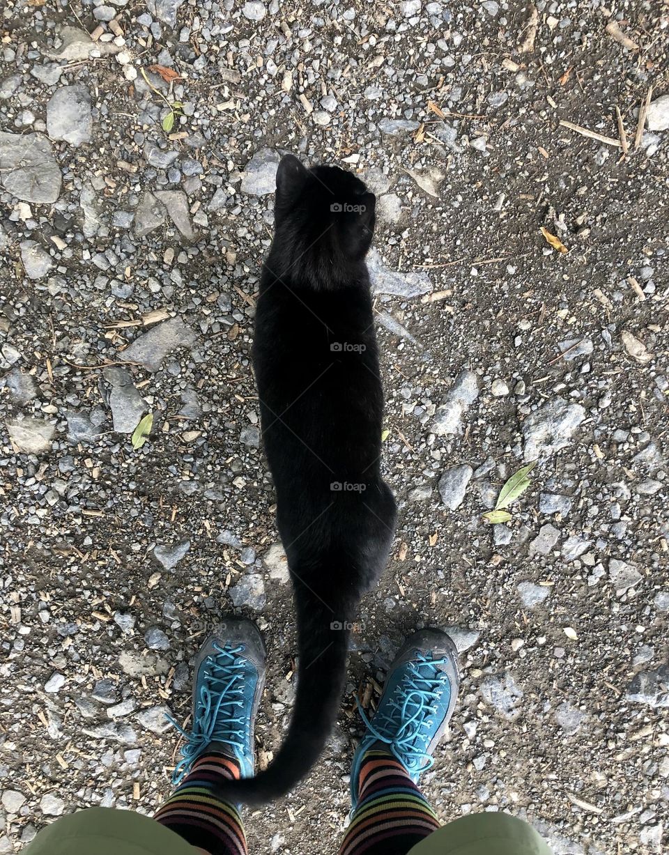 View from above of a black cat 