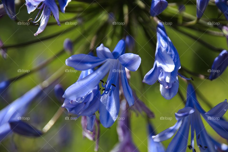 flower in the garden