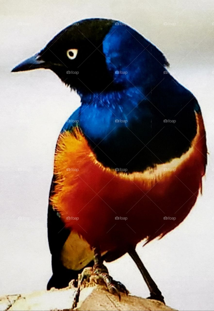 Catch her eye with rich and vibrant colors.