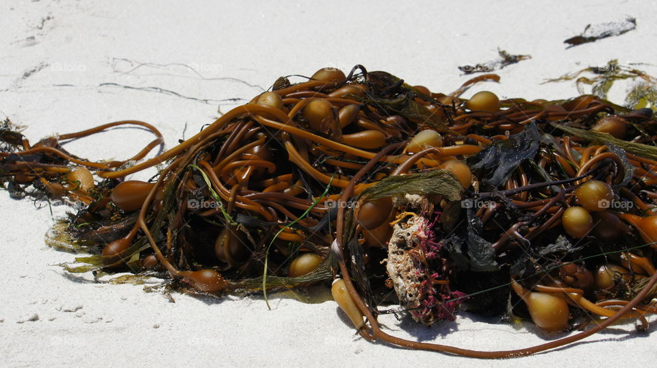 kelp