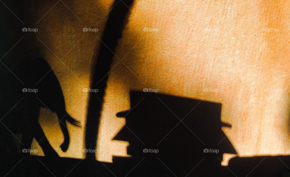 shadow of an elephant