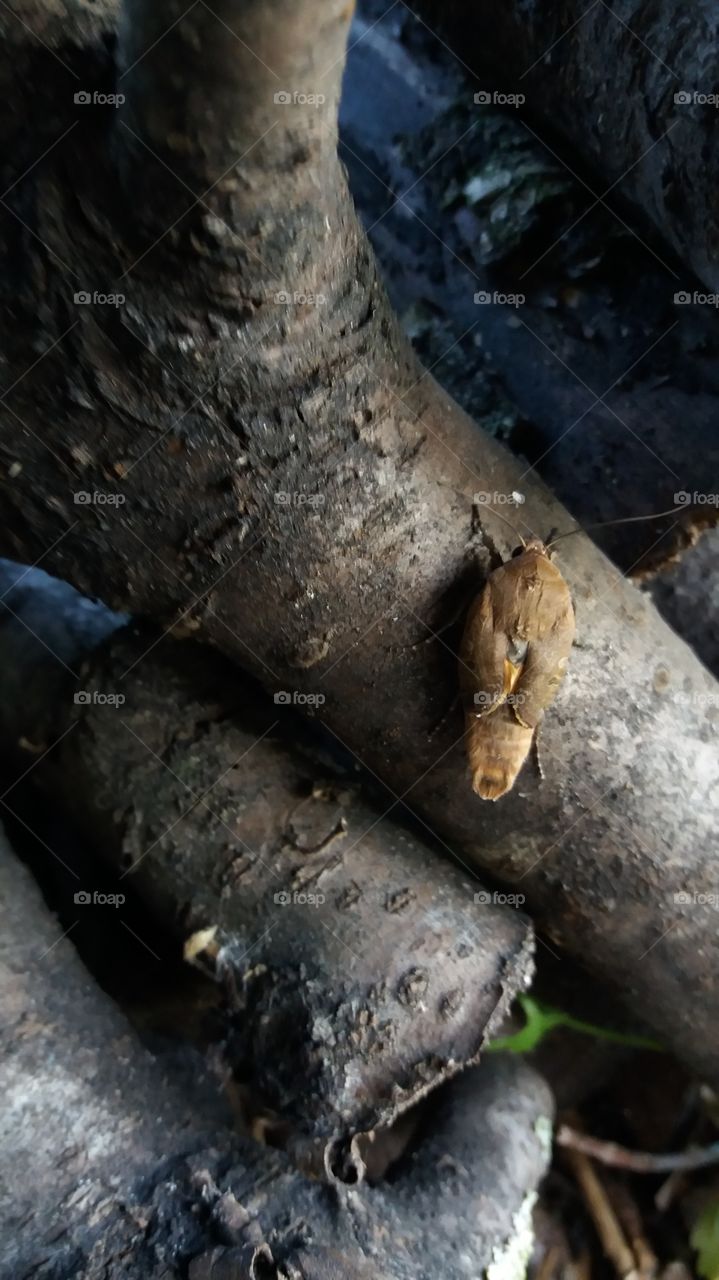 moth on wood