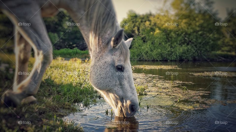 Gray Horse Drinking Out of a Pond