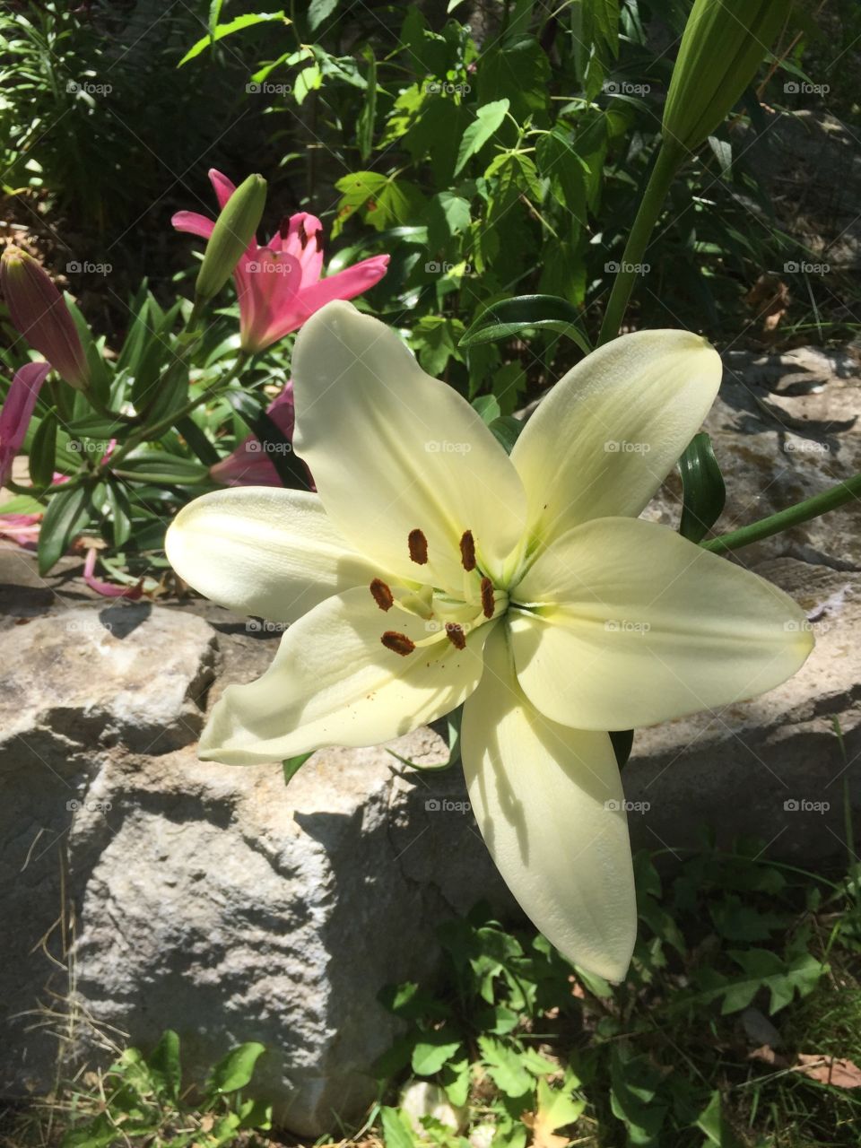 Cream Lily