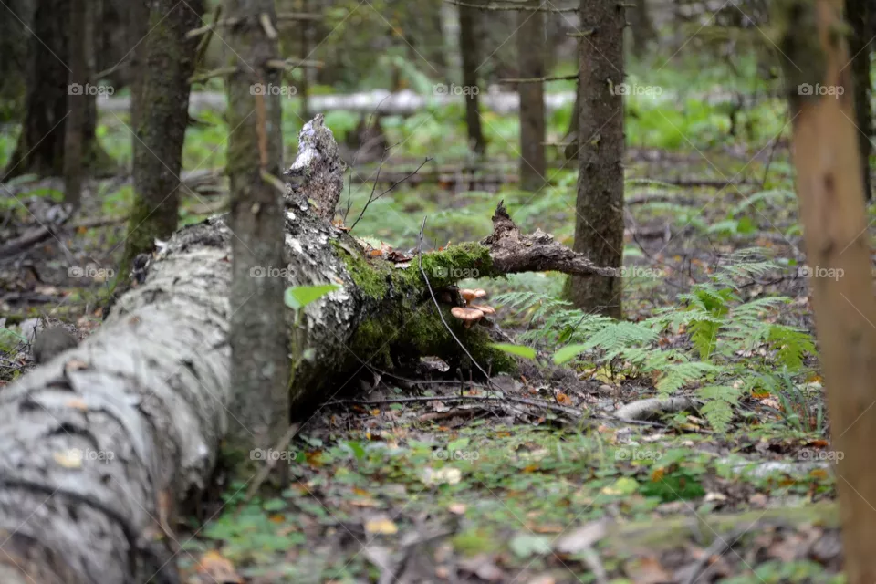 forest