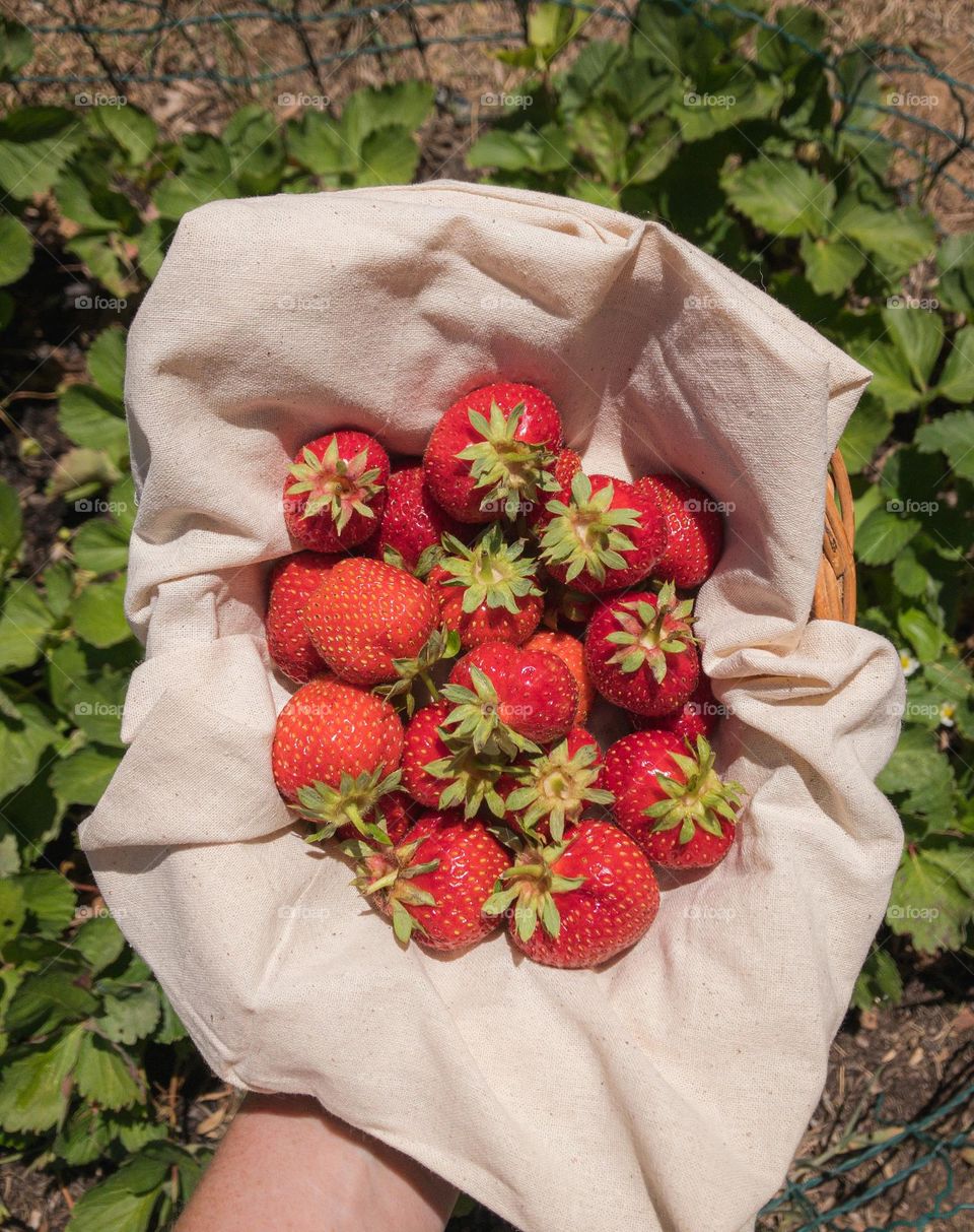 A punnet full of strawberries held above a strawberry patch