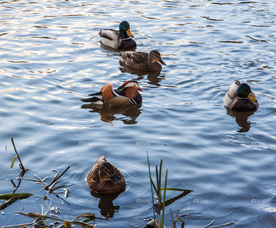 Mandarine duck