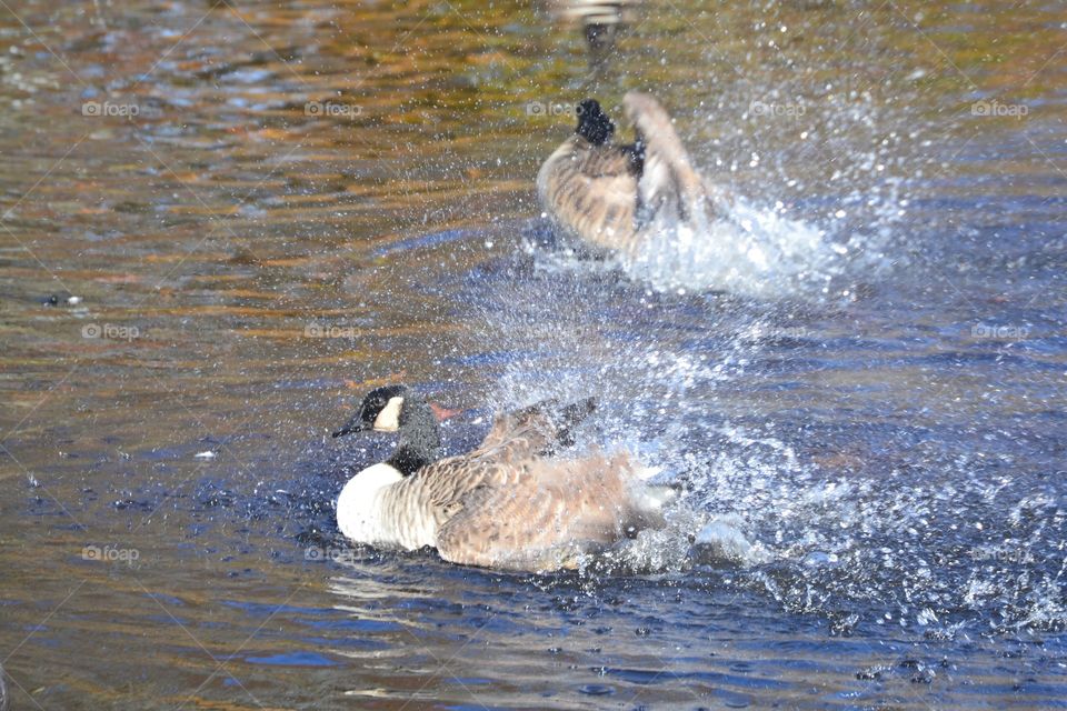 Geese enjoying a nice fall day in Connecticut