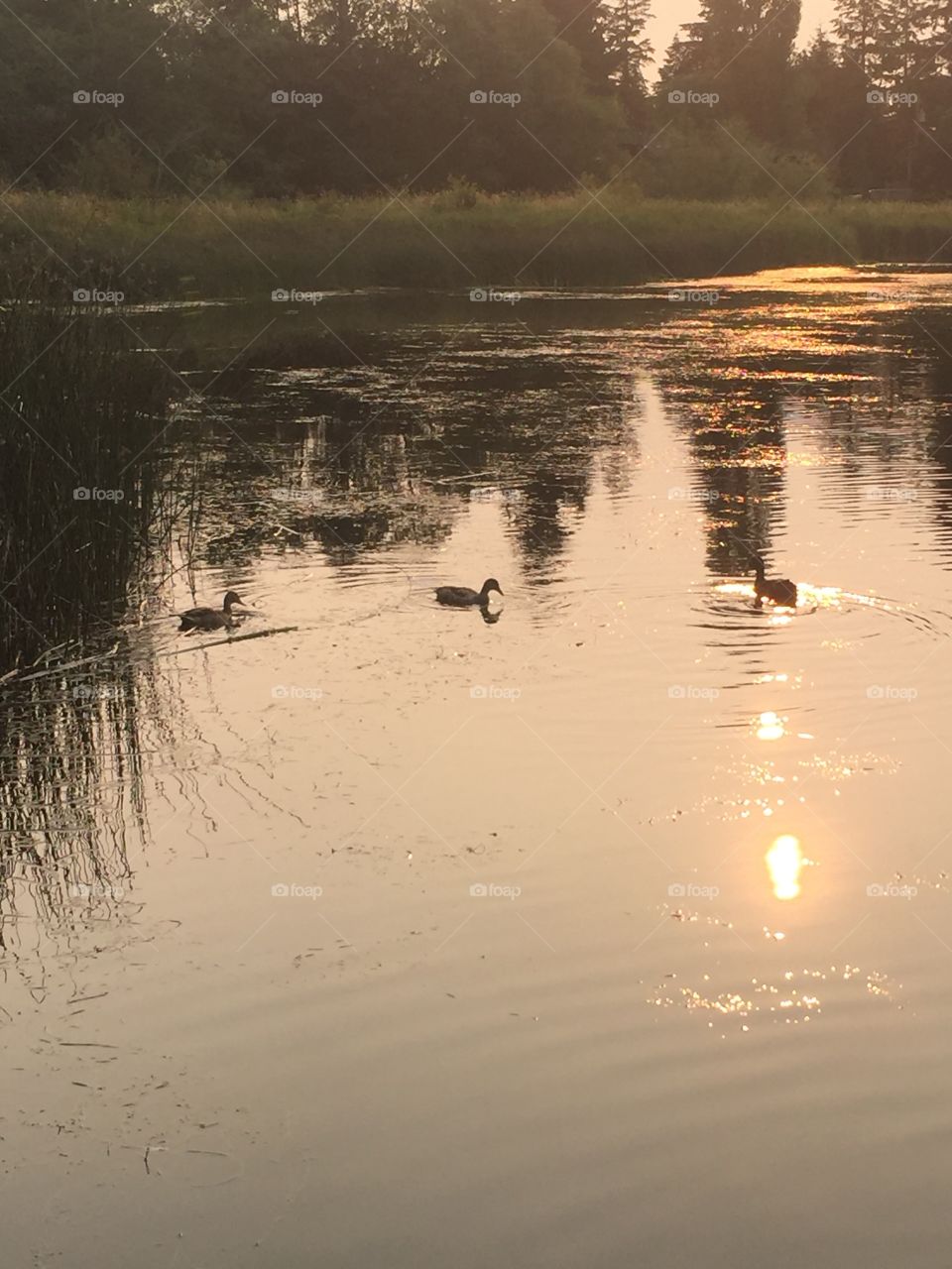 Ducks on lake 