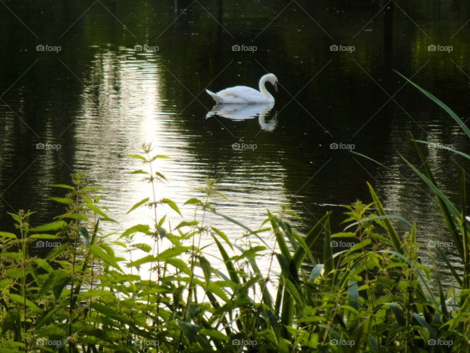 nature water svanar reflections by cabday