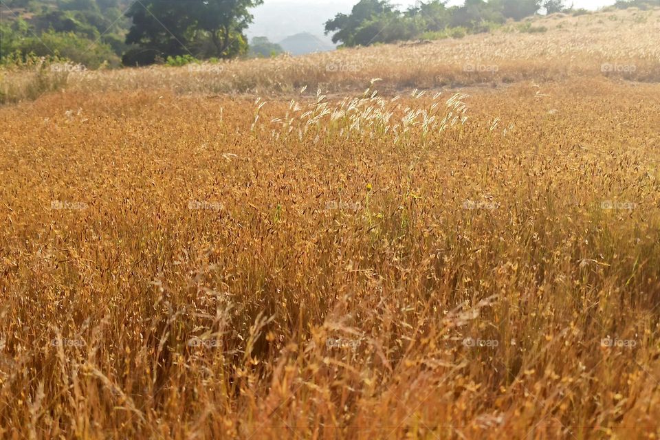 Grass nature photography