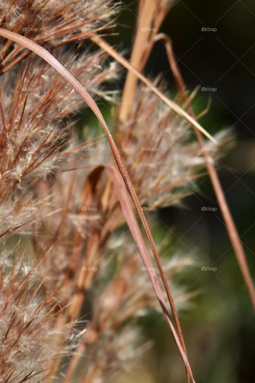 Beach Plant in Detail