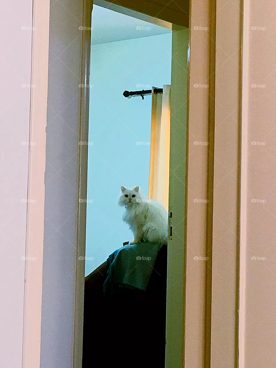 So funny cat 