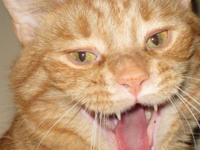 Panting cat
