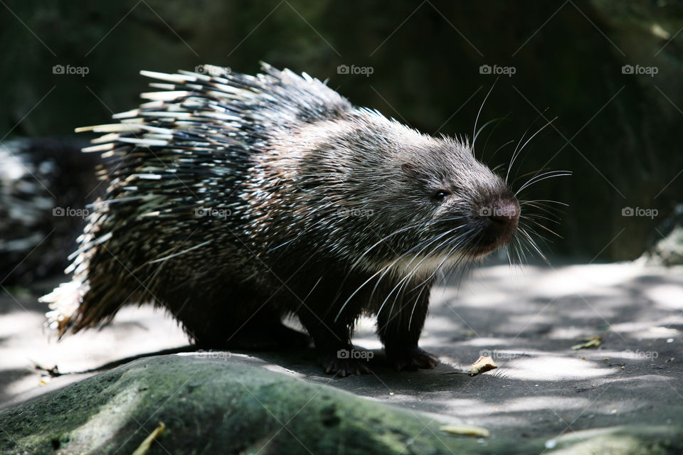 Crested porcupine 