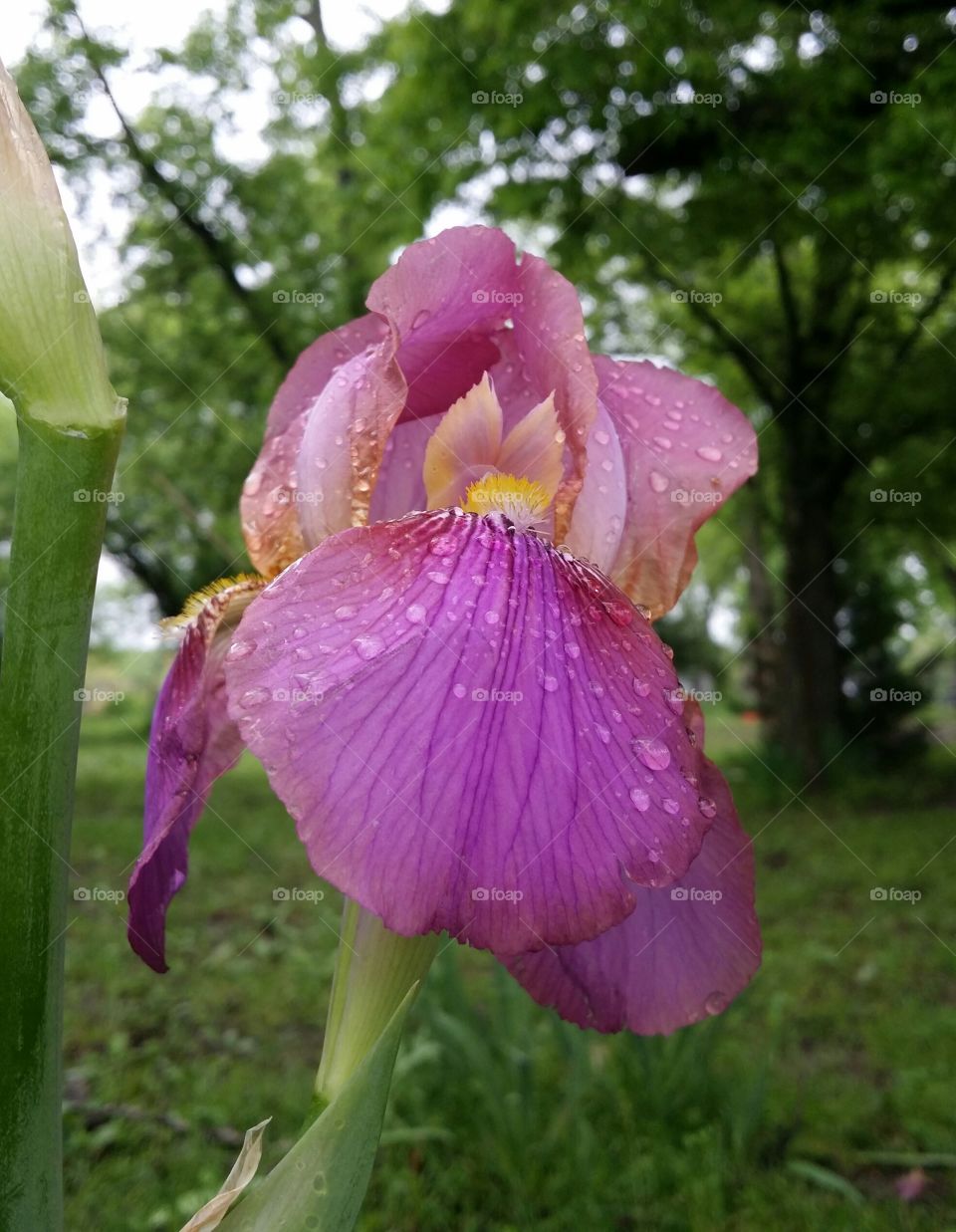 Pink Iris