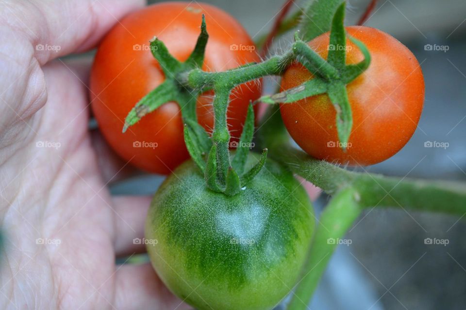 Woman holding tomatoes in hand