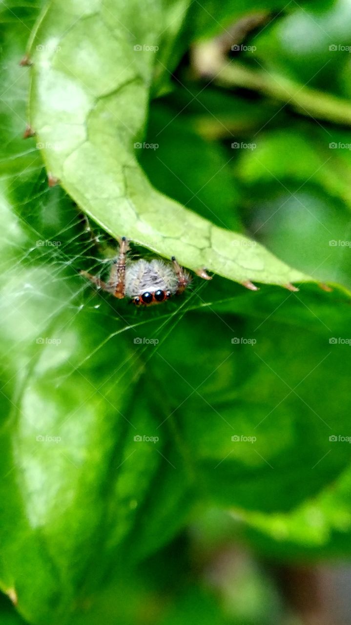spider