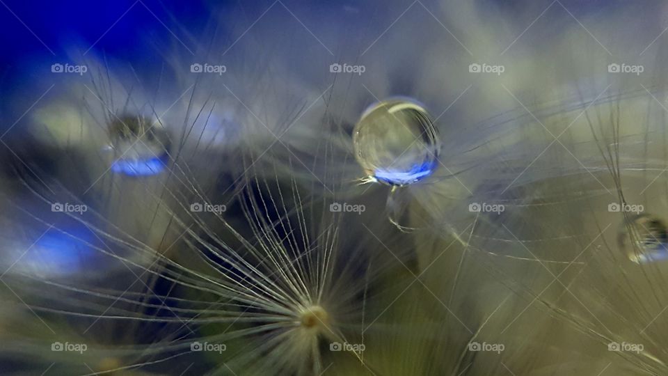 Waterdrops on a dandelion.