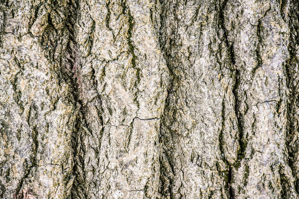 Bark, Trunk, Tree, Wood, Desktop