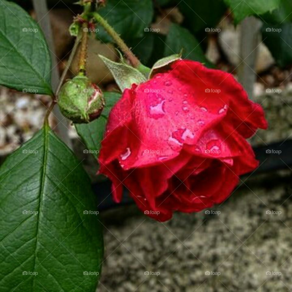 A rainy rose for you...