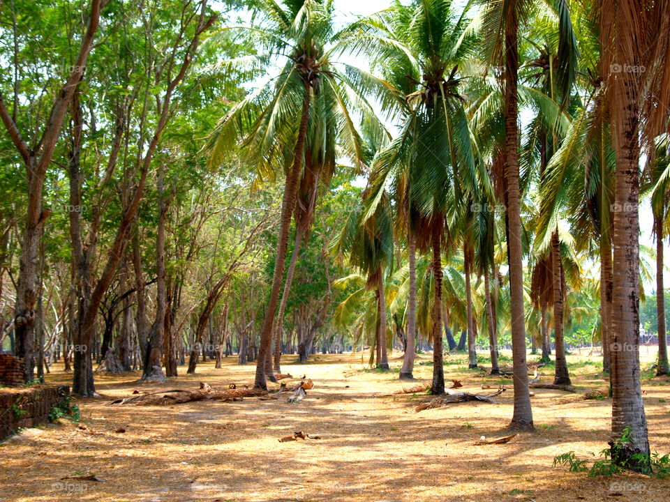 palmtrees in surathani, Thailand