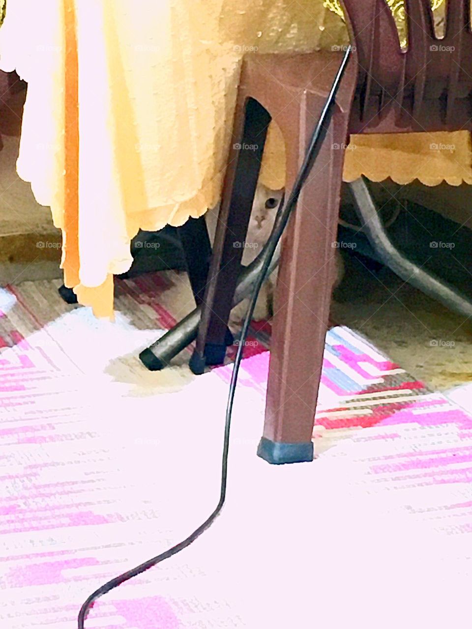 There is a pet disappearing under the table