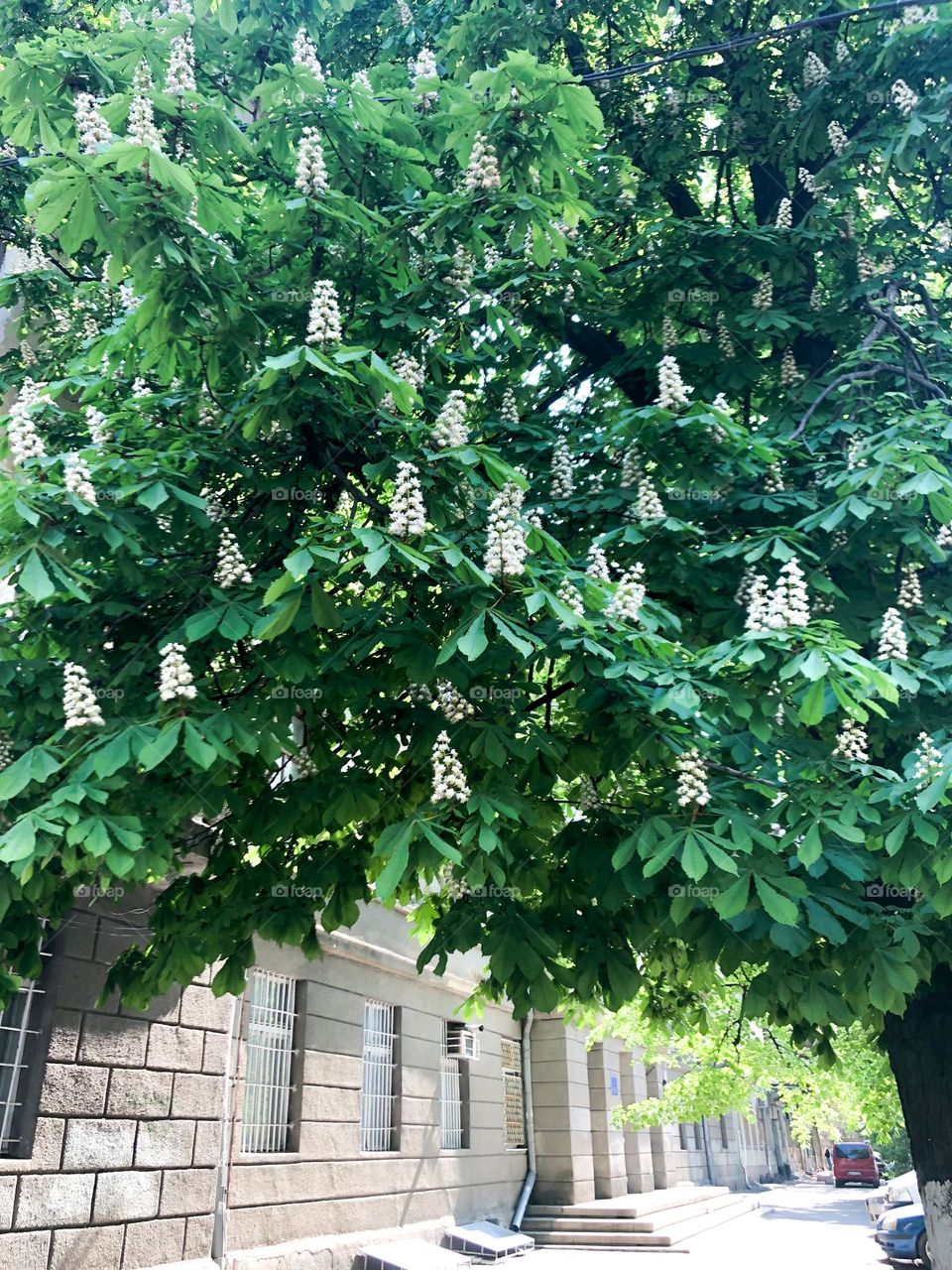 blooming chestnut tree