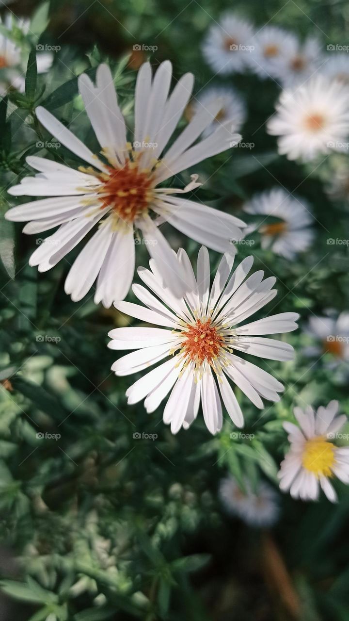 autumn flowers