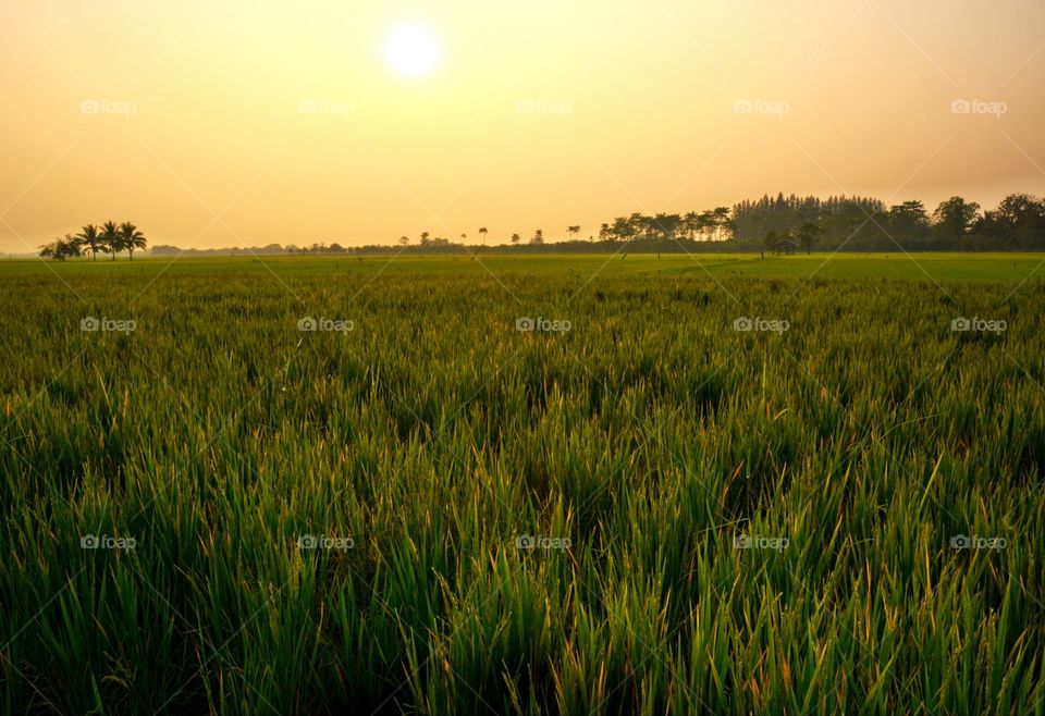 Sunset above rice field