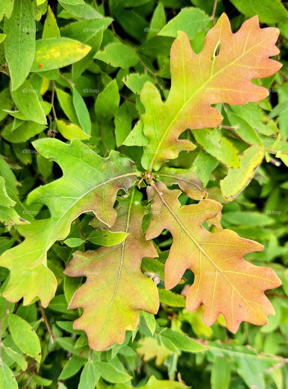 The beautiful oak leaves turn colorful in autumn