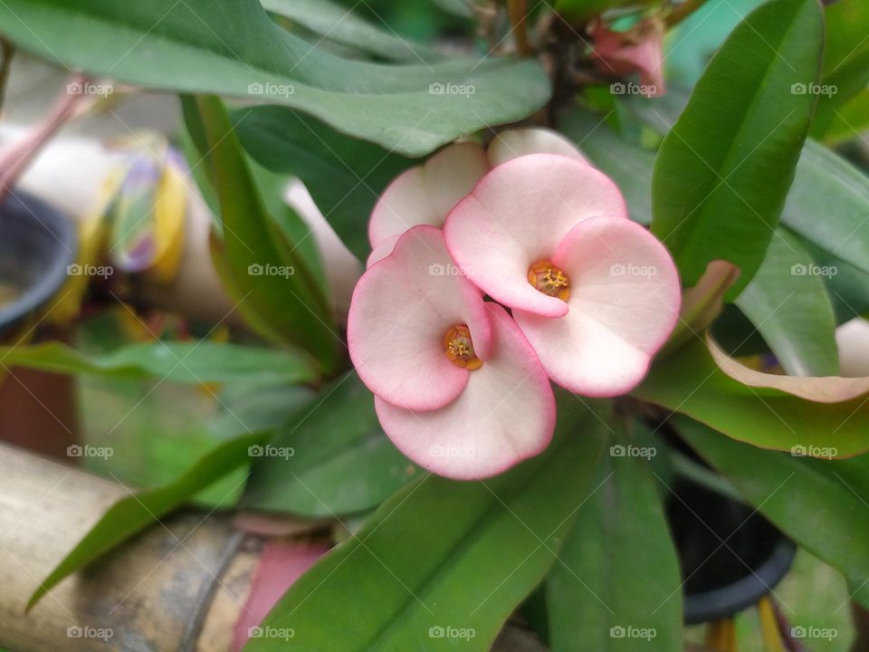 beautiful light pink colour little flower