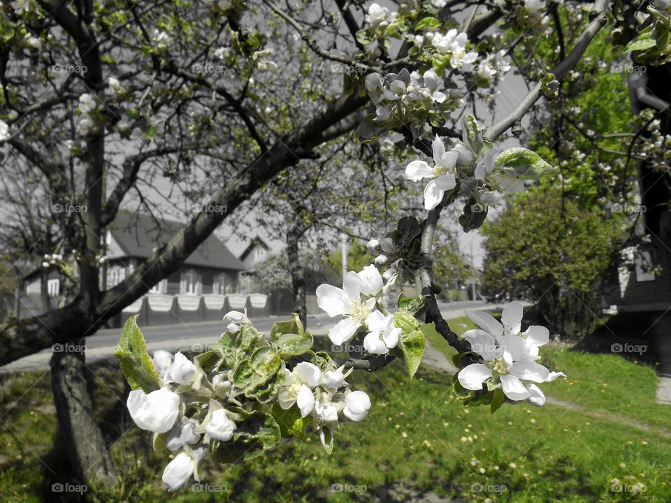 Tree, Flower, Nature, Branch, Flora