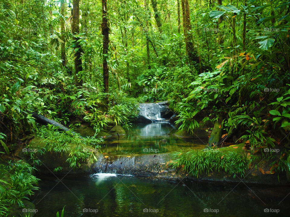 rainforest stream, colombia