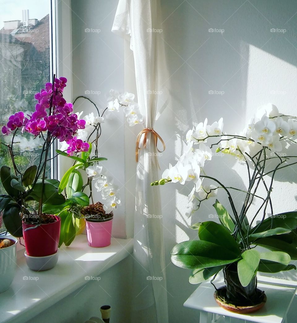 Orchid paradise
