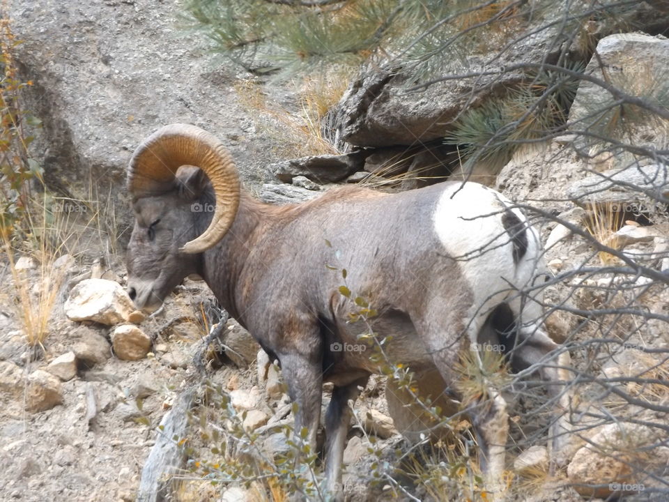 Colorado  Ram