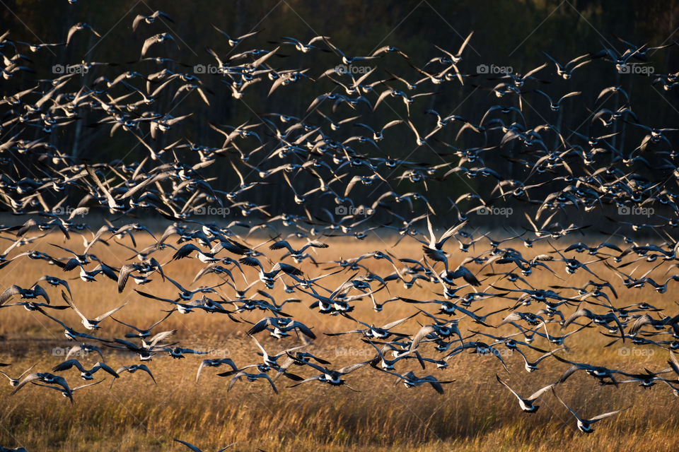 Flock of Canada geese flying over water on October evening in Espoo, Finland