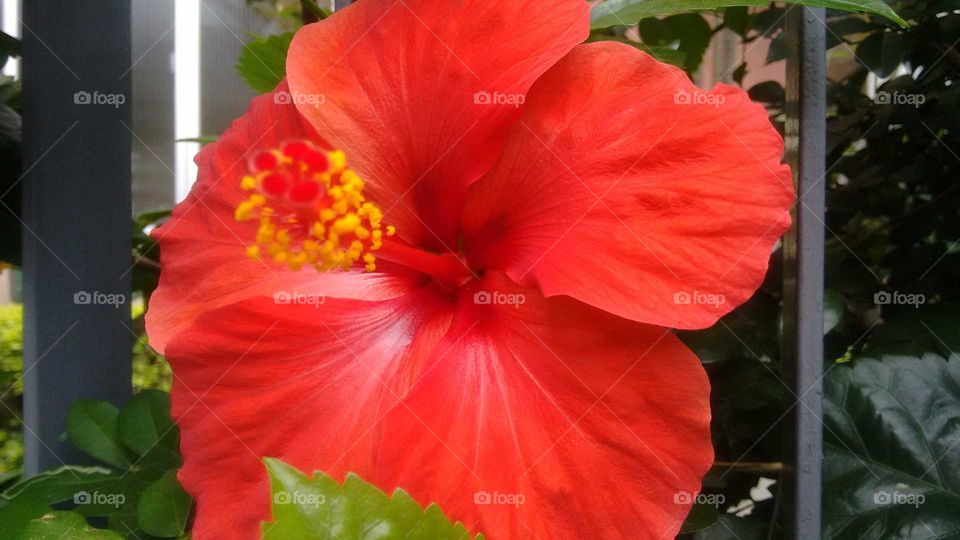 hibisco