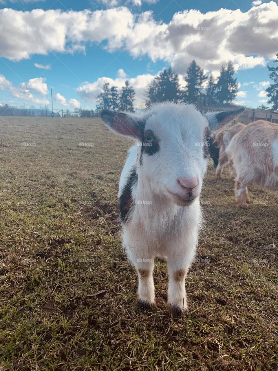 Nigerian dwarf goat