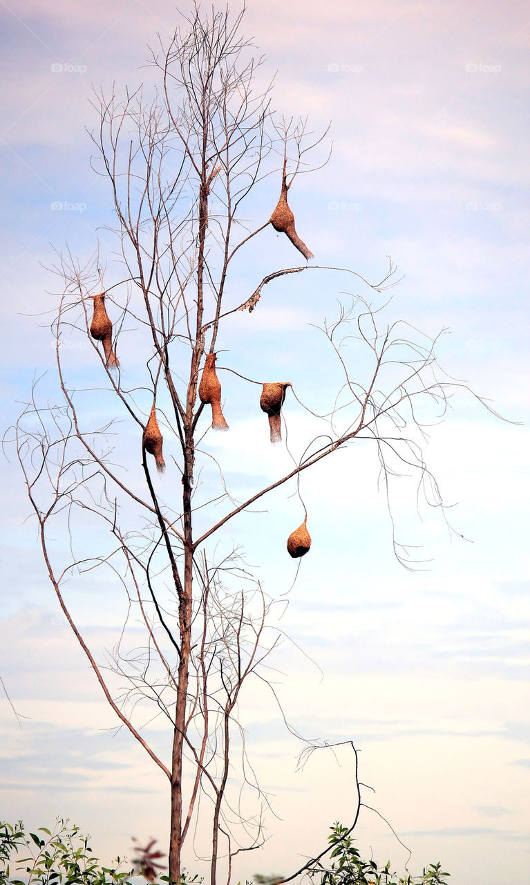 Edible nest of swift
